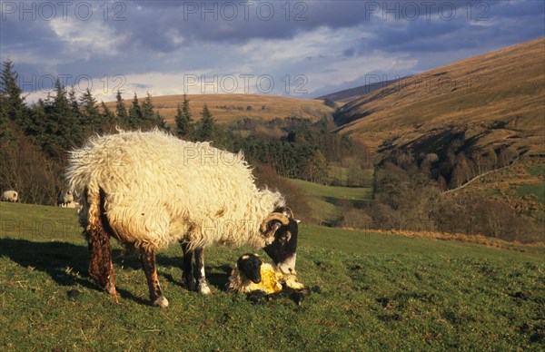 Domestic Sheep