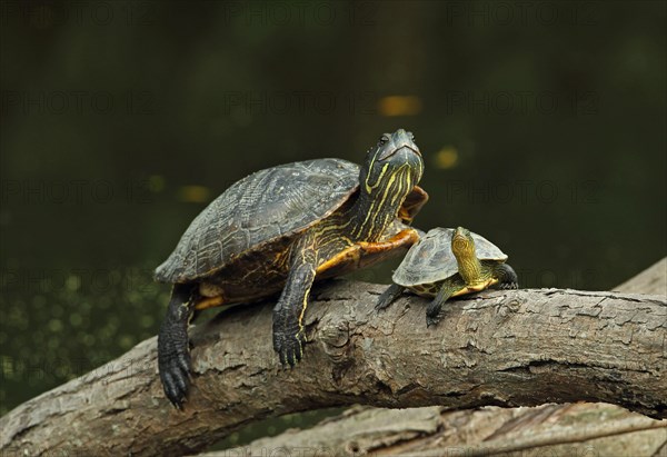 Red-eared slider