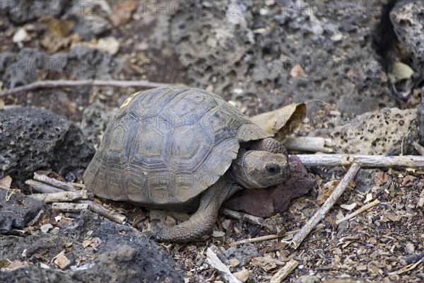 Testudo elephantopus porteri porteri porteri