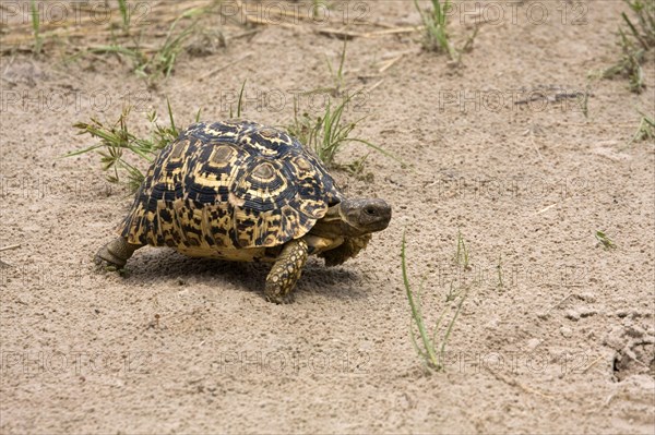 leopard tortoises