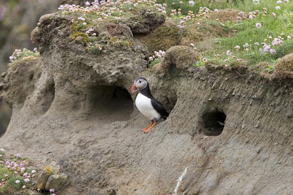 Atlantic Puffin