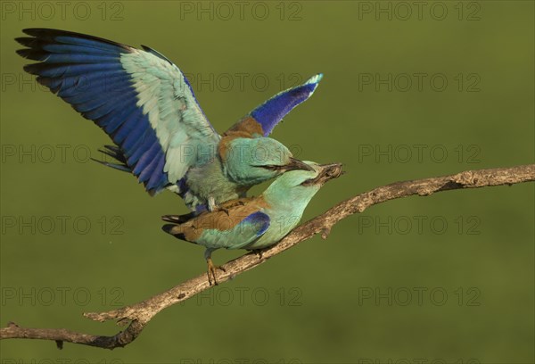 European Roller