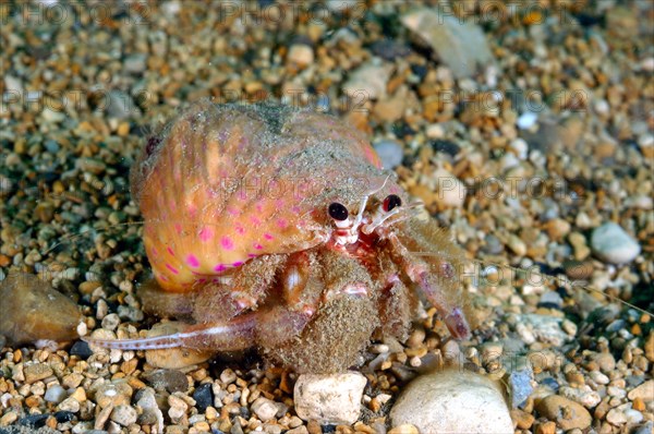 Hermit crab