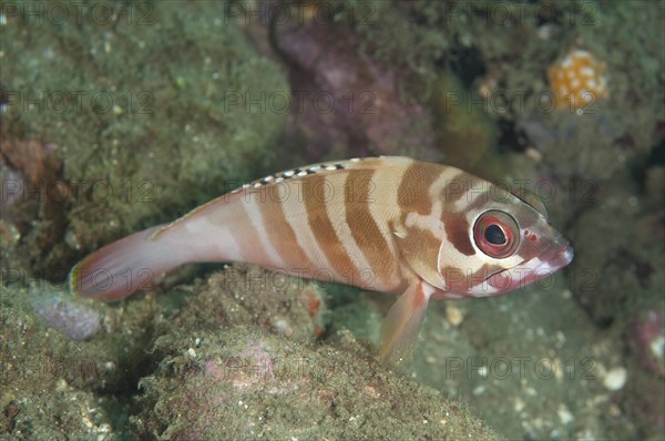 Grouper