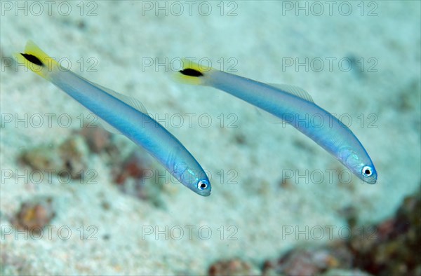 Spot-tail dartfish