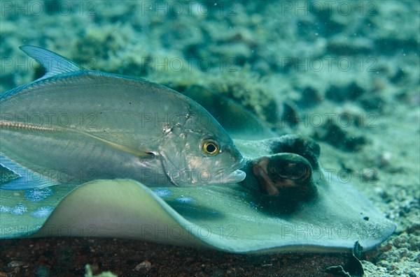 Brassy Trevally