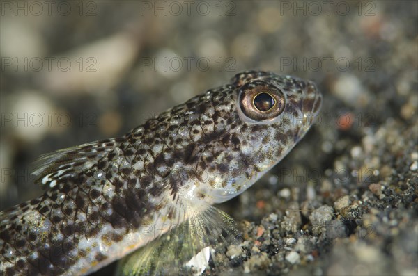 Adult scaled goby