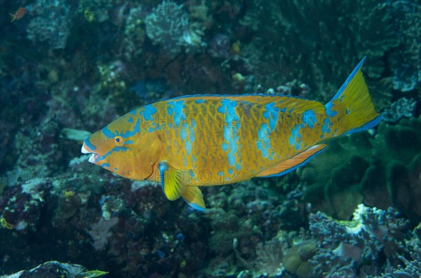 Blue-barred Parrotfish