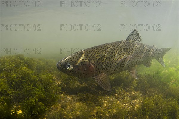 Rainbow trout