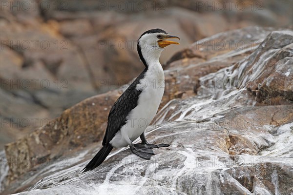 Little Pied Cormorant