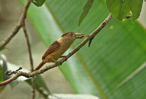 Barred Puffbird