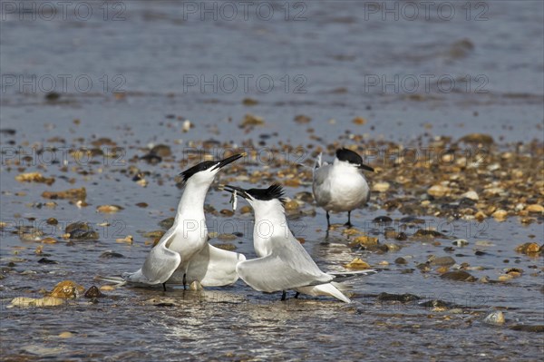 Courtship display of Sandwich Terns