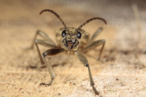 Adult black-spotted blackspotted pliers support beetle