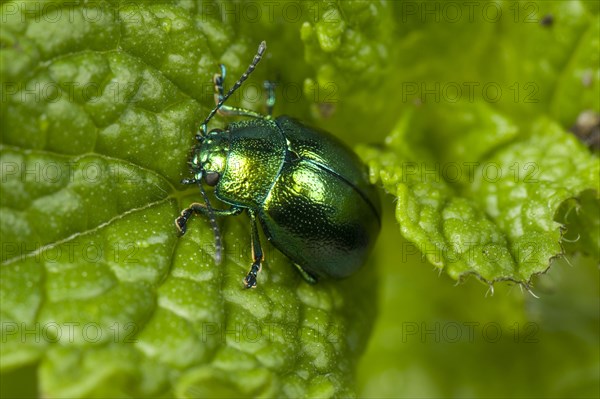 Mint Leaf Beetle