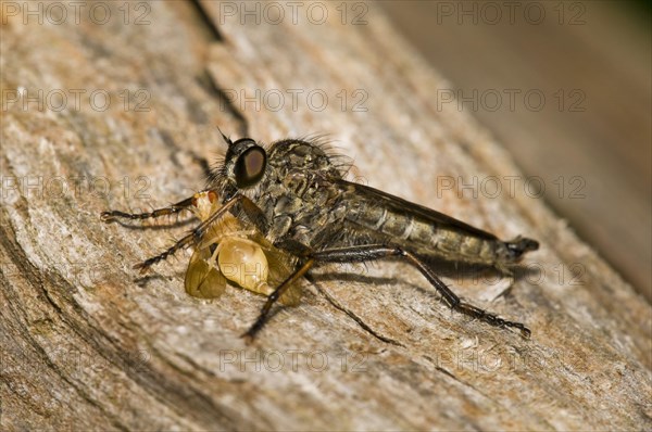 Robber Fly