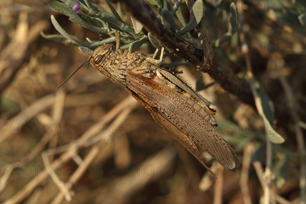 Egyptian migratory locust