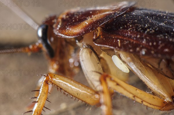 Egg of the emerald cockroach wasp