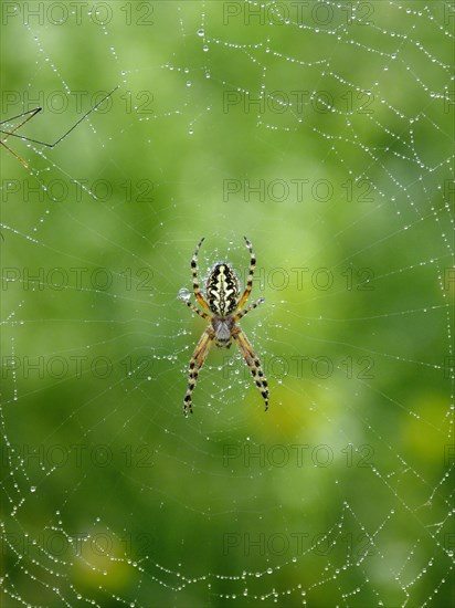 Araneus ceropegia