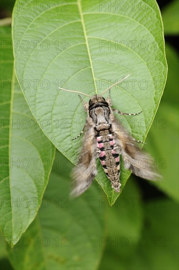 Pink-spotted pink-spotted hawkmoth