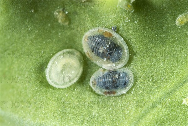 Cabbage moth scale insect