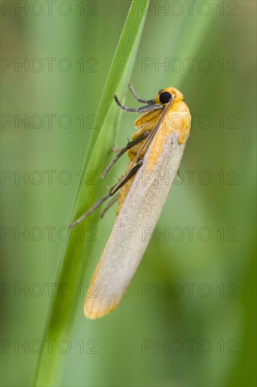 Buff Footman