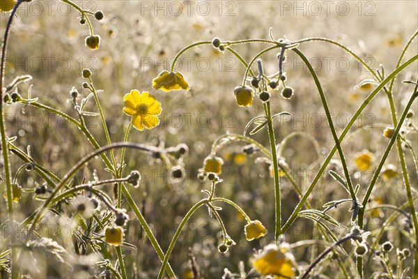 Meadow Buttercup