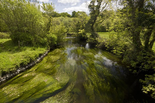 View of river with Water-crowfoot