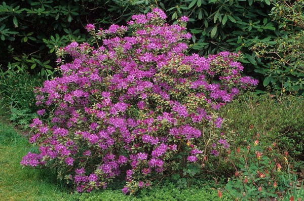 Rhododendron