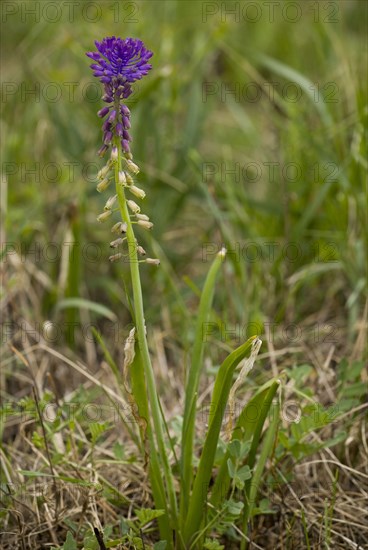 Tassel hyacinth