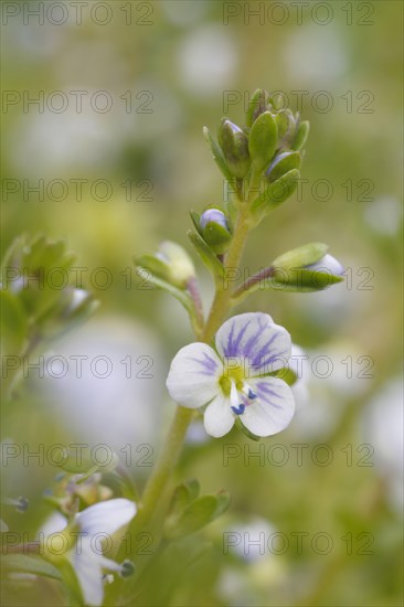 Thyme-leaved Speedwell flowering