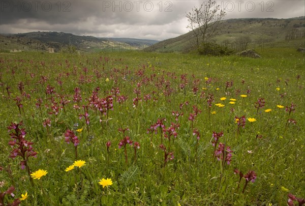 Flowering pink butterfly orchid