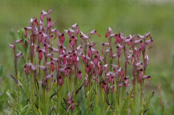 Flowering tongue-orchid