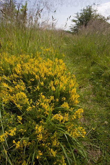 Dyer's Greenweed flowering