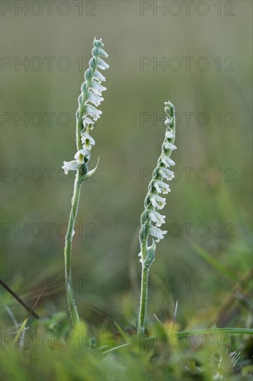 Autumn helleborine