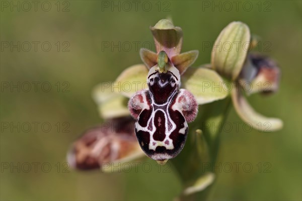 Cyprus cyprus bee orchid