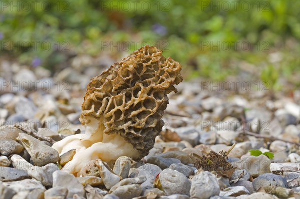 Common Morel