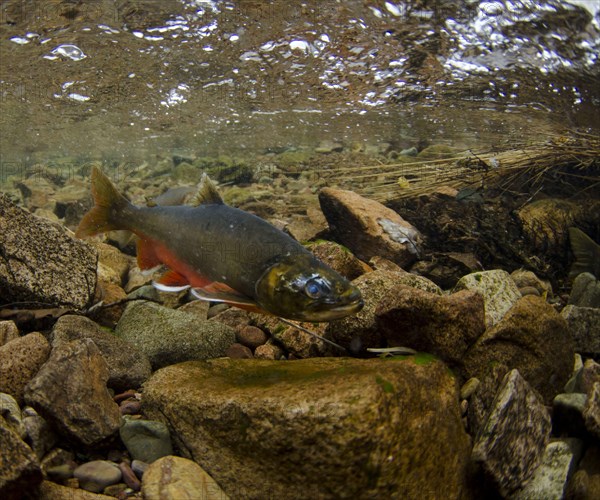 Arctic char