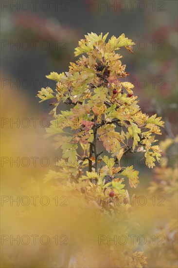 Common Hawthorn