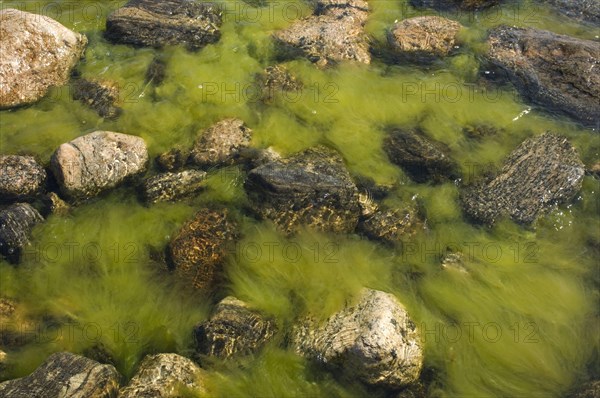 Algae between rocks in brackish water
