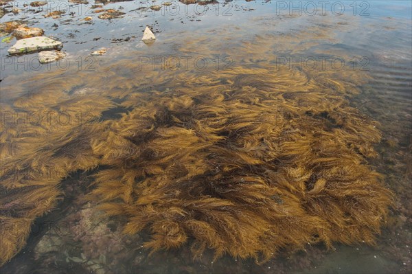 Japanese japanese wireweed