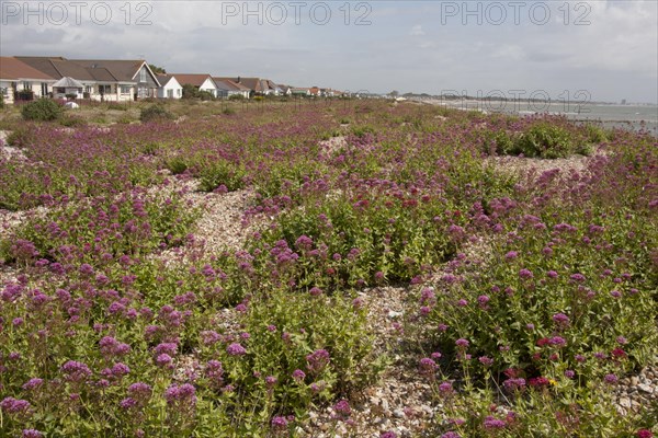 Red red valerian