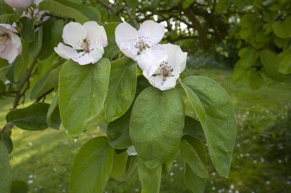 Flower and leaf of the quince