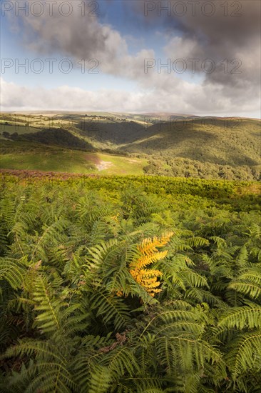 View over ferns swaying in the breeze with clouds