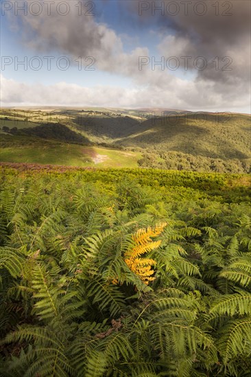 View over ferns swaying in the breeze with clouds