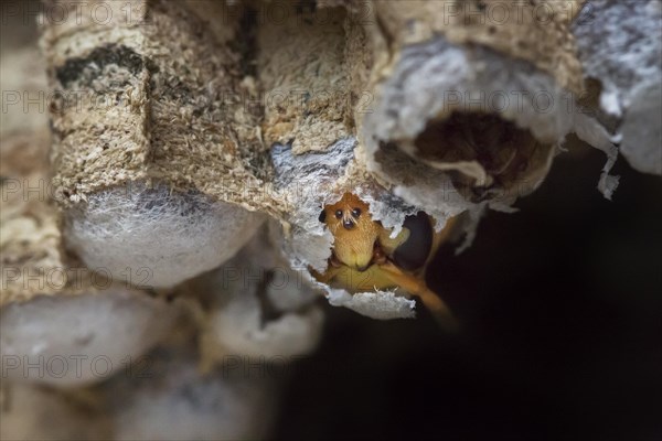 European european hornet