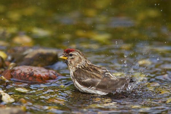 Common redpoll