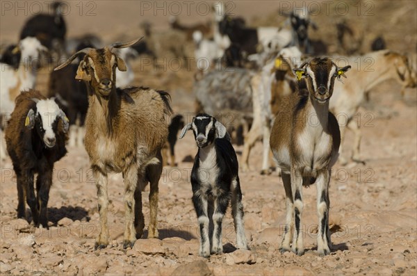 Domestic goats