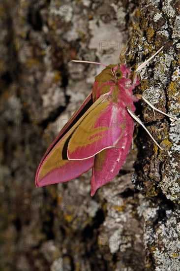 Elephant hawk-moth