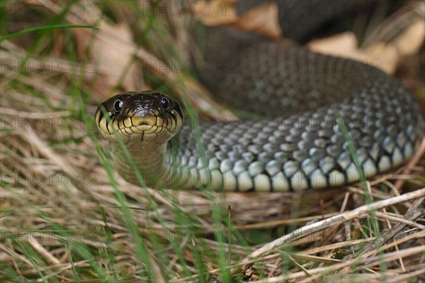 Grass snake