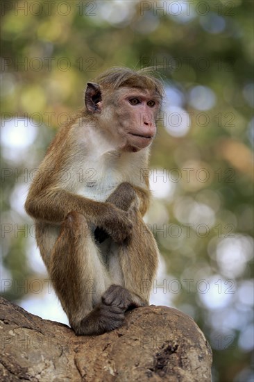 Toque macaque